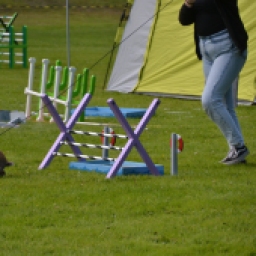 Bunny Show Jumping